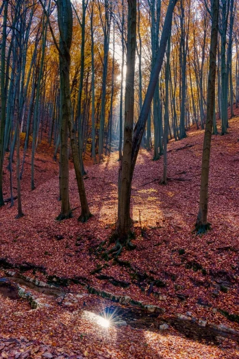 the sun is shining through the trees in the woods, a photo, by Juergen von Huendeberg, shutterstock, fine art, red leaves on the ground, colorful ravine, extreme panoramic, color ( sony a 7 r iv