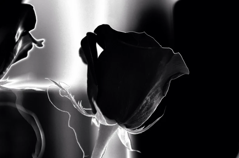 a black and white photo of a person holding a flower, a black and white photo, pixabay contest winner, romanticism, abstract smokey roses, backlit glow, digitally enhanced, melanchonic rose soft light