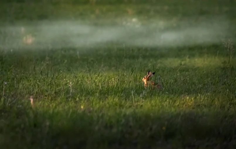 a rabbit that is sitting in the grass, a picture, by Juergen von Huendeberg, golden hour firefly wisps, shouting, after the rain, viewed from very far away