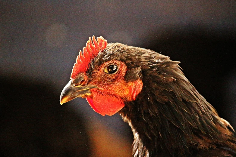 a close up of a chicken with a red comb, a portrait, by Jan Rustem, pixabay, long thick shiny black beak, early morning lighting, close - up profile face, black female