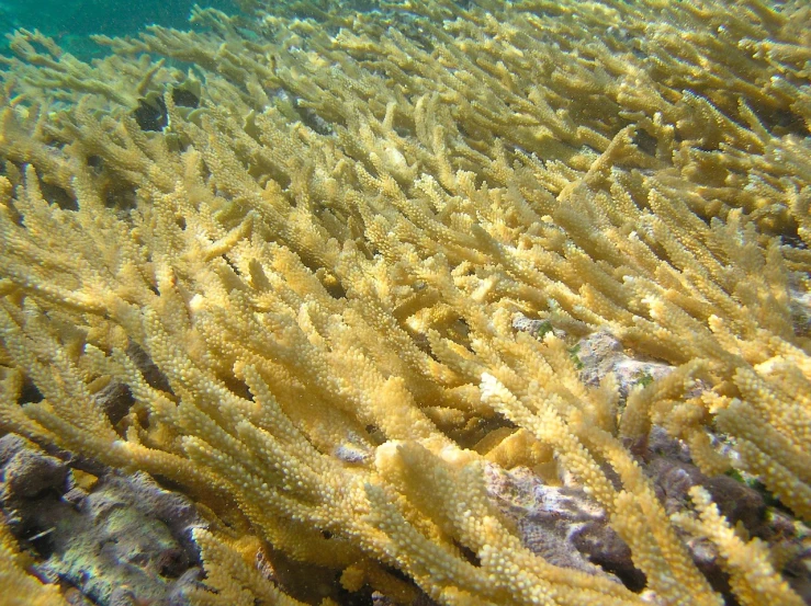 a bunch of corals that are in the water, by Robert Brackman, flickr, straw, view from the side”, mustard, but very good looking”