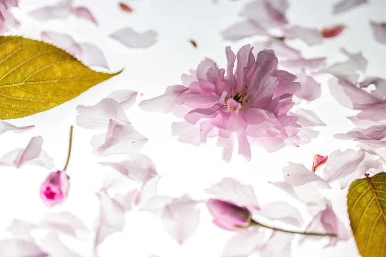 a close up of a bunch of pink flowers, a picture, by Katsukawa Shun'ei, pexels, romanticism, falling petals, white background!!!!!!!!!!, sakura petals around her, by rainer hosch