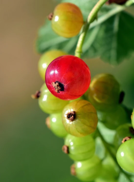 a close up of a bunch of green and red berries, by Robert Brackman, shutterstock, wearing gilded ribes, avatar image, having a snack, radiant morning light