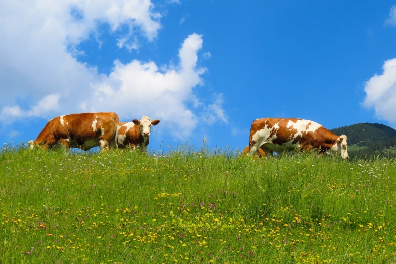 a couple of cows standing on top of a lush green hillside, a picture, by Erwin Bowien, trending on pixabay, figuration libre, meadow with flowers, low angle 8k hd nature photo, be running up that hill, stock photo