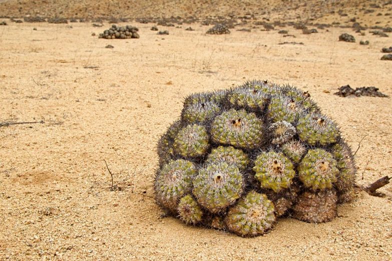 a cactus plant sitting in the middle of a desert, by Richard Carline, puffballs, he is covered with barnacles, high resolution image, piled around