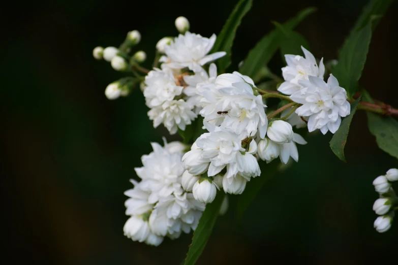 a close up of a bunch of white flowers, hurufiyya, voge photo