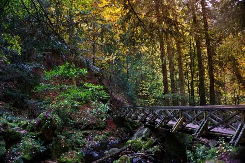 a wooden bridge over a stream in a forest, by Alexander Brook, shutterstock, in an evening autumn forest, in the redwood forest, canyon, 2 4 mm iso 8 0 0 color