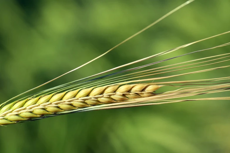 a close up of a stalk of wheat, by Robert Brackman, symbolism, multilayer, shallow focus, weaving, closeup photo