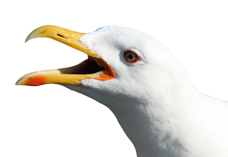 a close up of a seagull with its mouth open, a photo, by Jan Rustem, shutterstock, realism, on black background, stock photo
