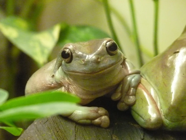 a frog sitting on top of a piece of wood, a portrait, by Robert Brackman, flickr, renaissance, smiling for the camera, pearlescent skin, frog - elephant creature, gecko sitting inside a terrarium