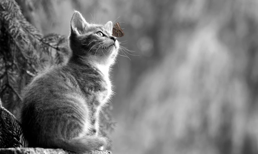 a black and white photo of a cat looking up, a black and white photo, trending on pixabay, butterflies in the foreground, wallpaper 4k, silver, miniature kitten