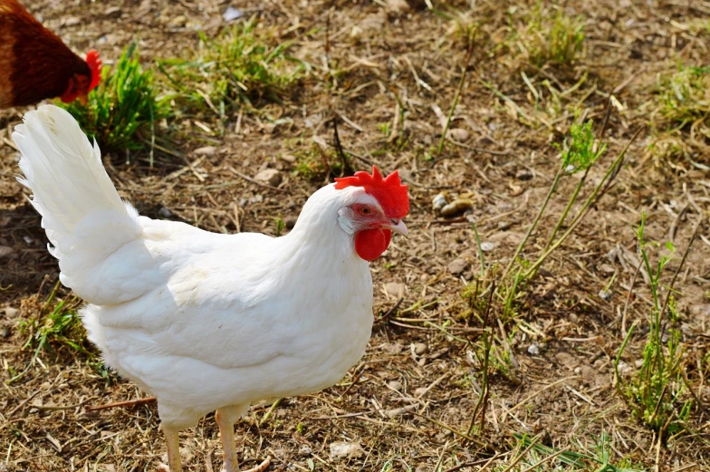 a white chicken standing on top of a grass covered field, a portrait, shutterstock, white red, museum quality photo, on a farm, in the sun