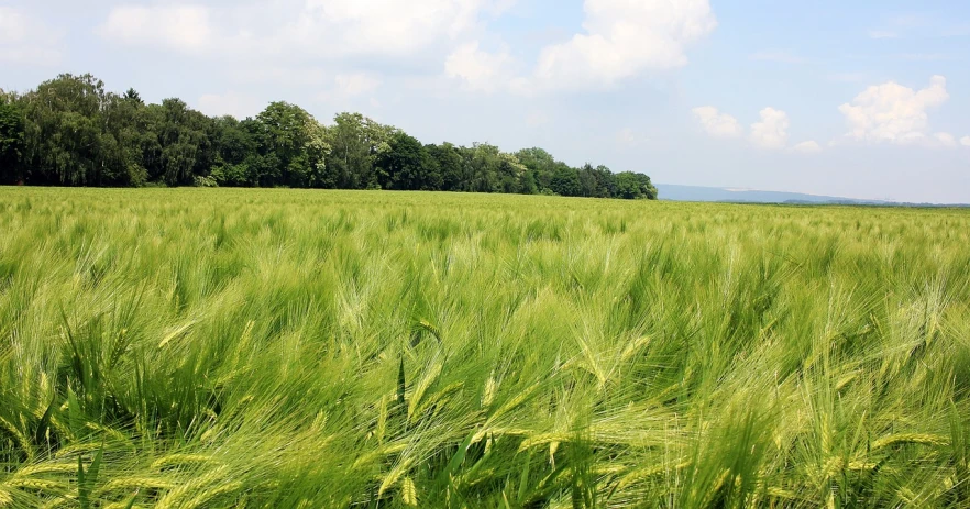 a field of green grass with trees in the background, by Joseph von Führich, pixabay, figuration libre, vast wheat fields, istockphoto, green mane, grain”