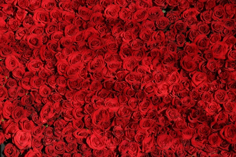 a close up of a bunch of red roses, by Anna Haifisch, portrait photo of a backdrop, ultra high def, 64x64, 1128x191 resolution