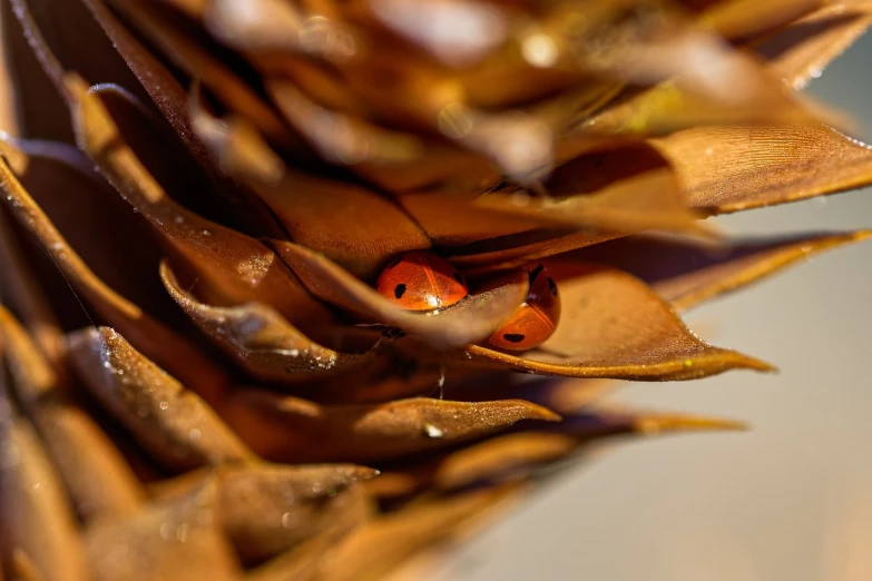 a ladybug sitting on top of a pine cone, a macro photograph, process art, orange and brown leaves for hair, reflection, close together, pods