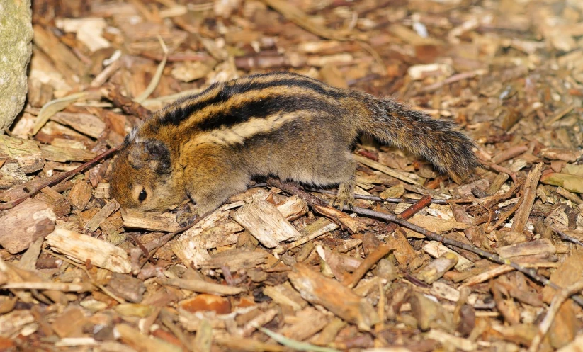 a small animal standing on top of a pile of leaves, by Robert Brackman, shutterstock, hurufiyya, stripes, style of chippy, moist brown carpet, hi-res photo