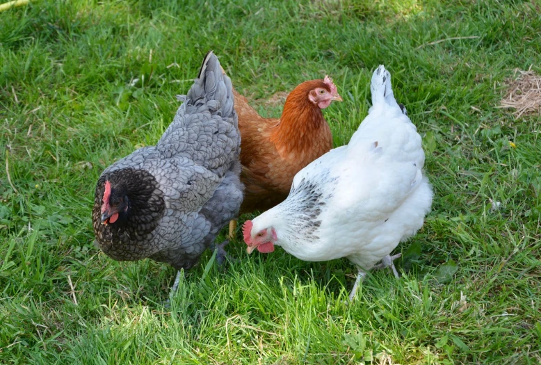 a group of chickens standing on top of a lush green field, a portrait, by Linda Sutton, shutterstock, three animals, payne's grey and venetian red, beautiful female white, they are close to each other