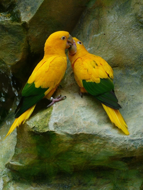 two yellow and green birds sitting on a rock, flickr, romanticism, lovely kiss, with a big parrot, golden color scheme, a bald