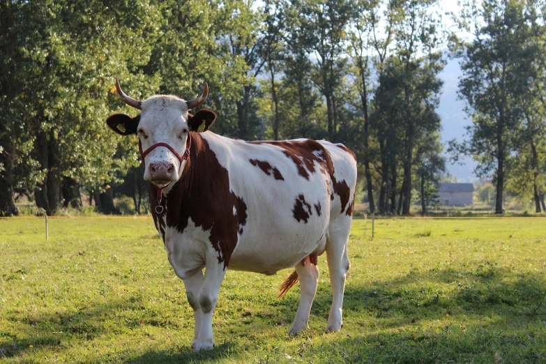 a brown and white cow standing on a lush green field, a picture, baroque, posing for camera, patriot, flash photo, white with chocolate brown spots