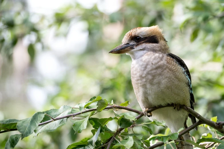 a bird sitting on top of a tree branch, a portrait, inspired by Charles Bird King, shutterstock, hurufiyya, aussie, telephoto shot, teals, round about to start