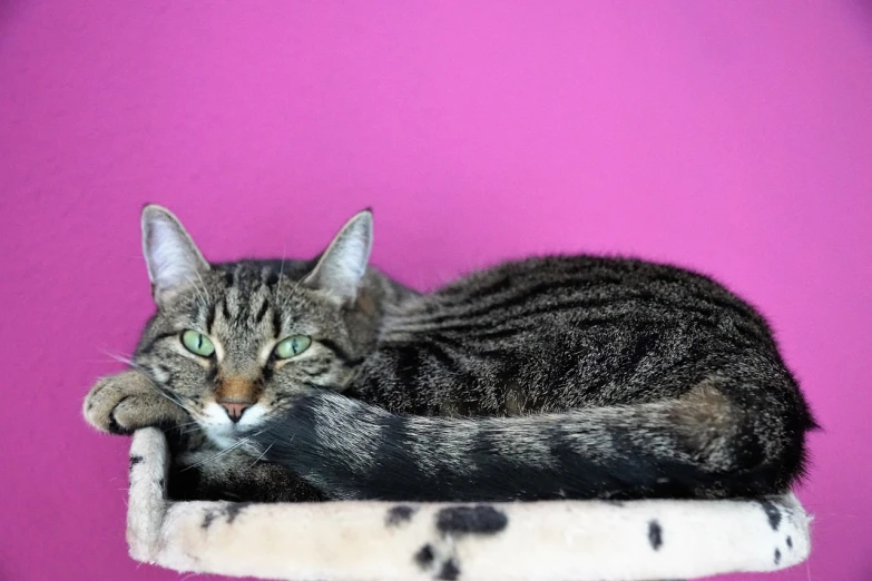 a cat laying on top of a cat tree, a portrait, by Emma Andijewska, flickr, pop art, pink studio lighting, holding a pudica pose, adoptable, magenta