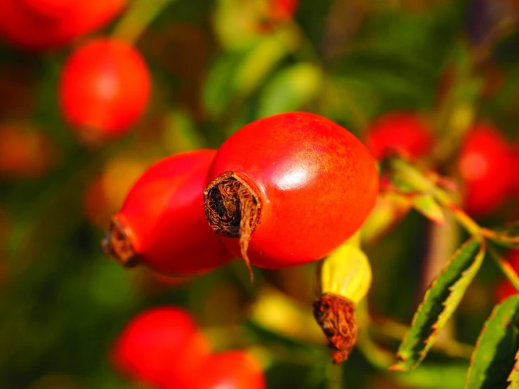 a close up of a bunch of fruit on a tree, by Jan Rustem, pixabay, hurufiyya, red rose, goat, autumn color, avatar image