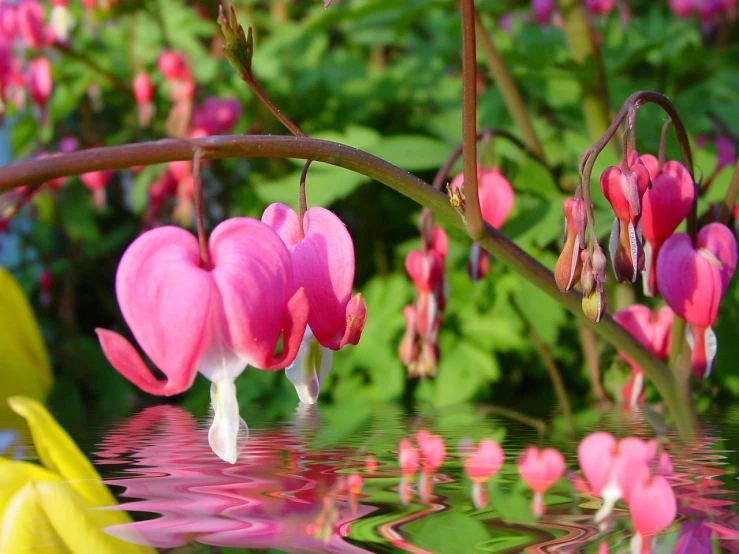 a bunch of flowers that are in the water, by Rainer Maria Latzke, flickr, romanticism, pink hearts in the background, hanging veins, gardening, wallpaper - 1 0 2 4