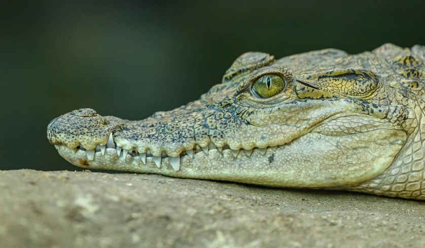 a close up of a crocodile's head on a rock, pixabay contest winner, sumatraism, portrait of a small, closeup 4k, backpfeifengesicht, immature