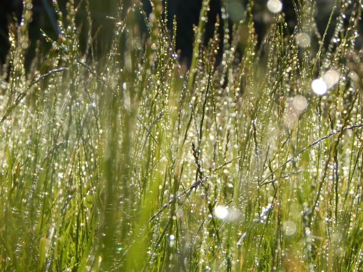 a field of grass with water droplets on it, by Erwin Bowien, naturalism, with lots of glittering light, in the sun, draped with water and spines, beads of sweat