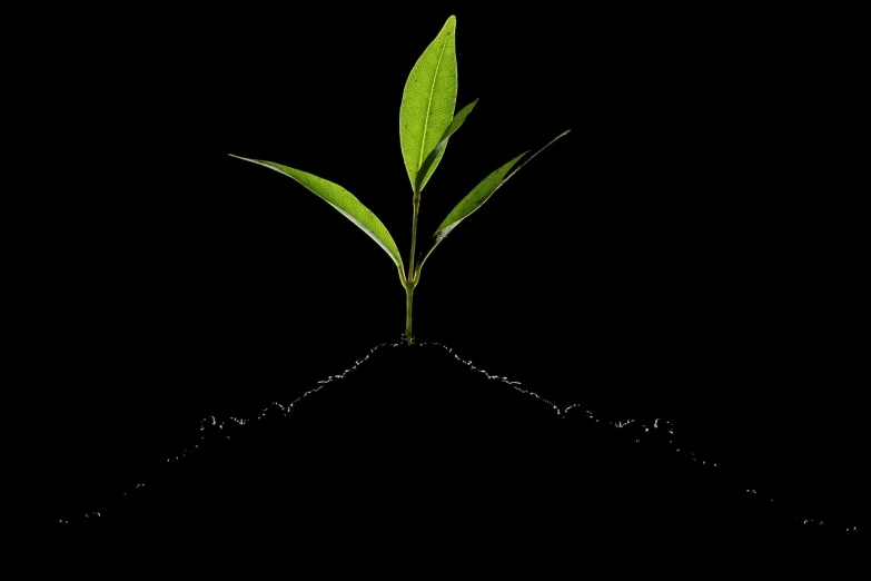 a plant sprouting out of a pile of dirt, shutterstock, on a flat color black background, vertical orientation, photosynthetic, high res photo