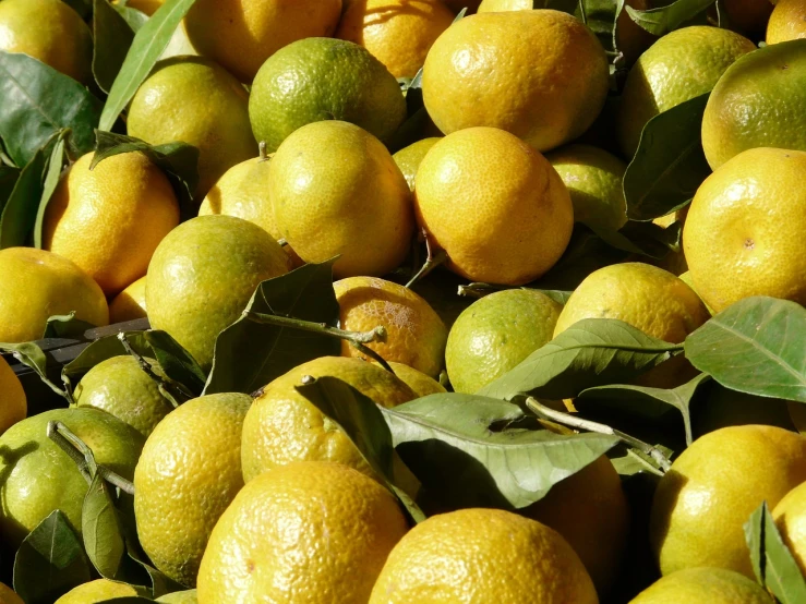 a pile of lemons sitting on top of each other, a picture, figuration libre, detailed zoom photo, greens), close up photo