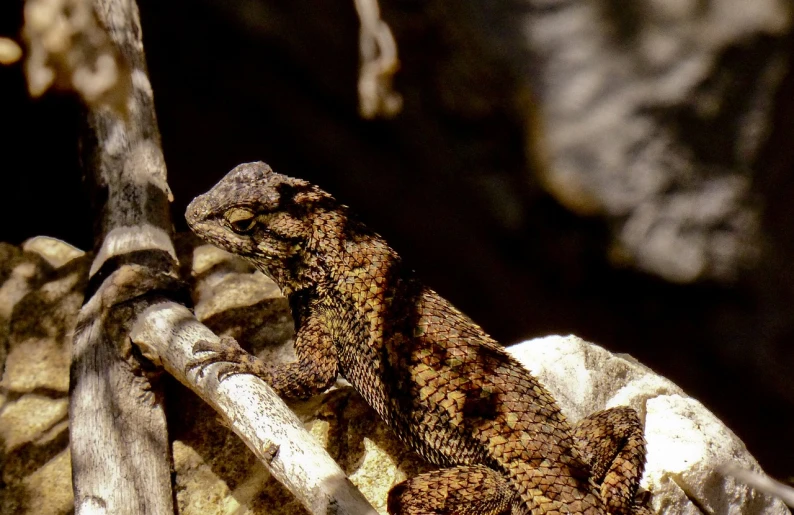 a lizard sitting on top of a tree branch, a portrait, flickr, renaissance, natural grizzled skin, texture detail, sitting on a curly branch, reddish