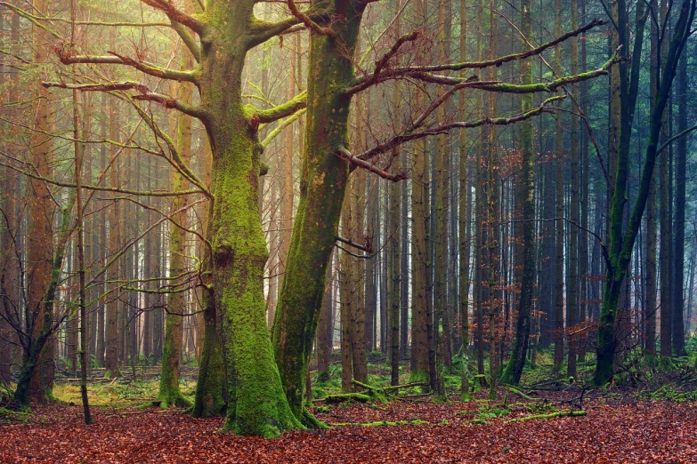 a forest filled with lots of green trees, by Wolfgang Zelmer, dramatic autumn landscape, mossy trunk, prize winning color photo, early morning lighting