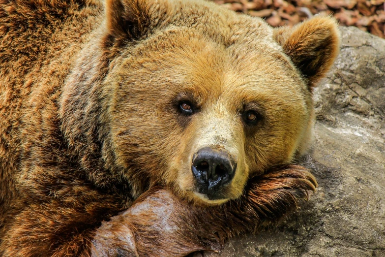a large brown bear laying on top of a rock, a portrait, pexels, renaissance, tired face, goldilocks, lying on a fuzzy blanket, close face view