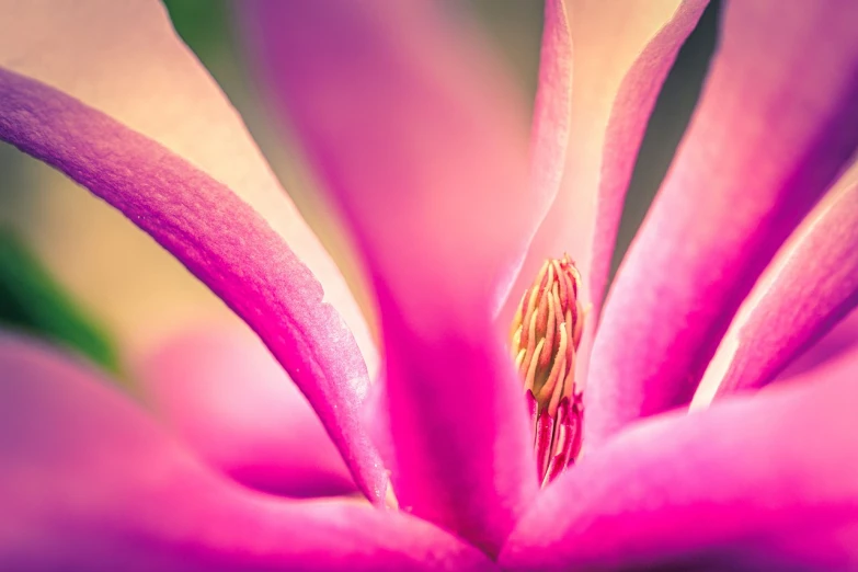 a close up view of a pink flower, a macro photograph, by Thomas Häfner, precisionism, bright colors ultrawide lens, magnolia, post processed 4k, warm and vibrant colors