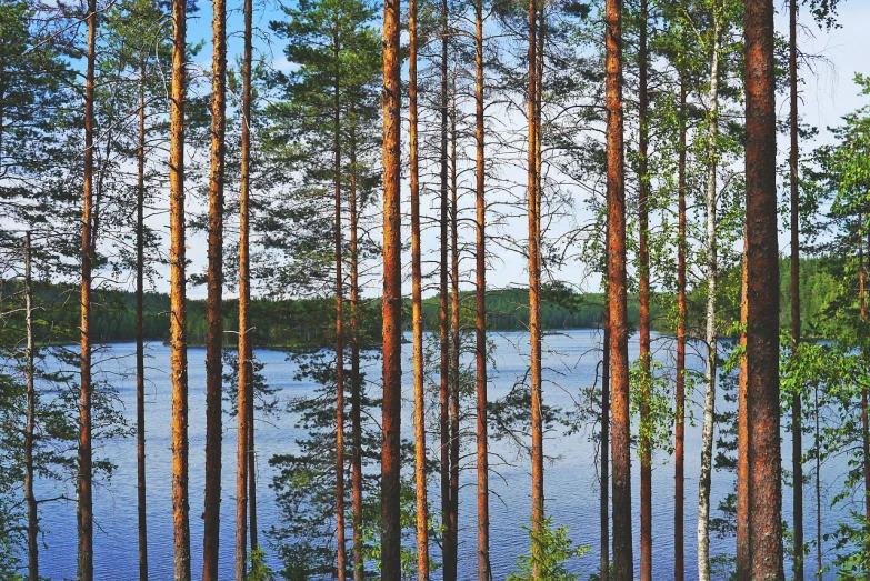 a forest filled with lots of trees next to a body of water, by Jaakko Mattila, shutterstock, fine art, ffffound, vertical orientation, pine trees in the background, panoramic