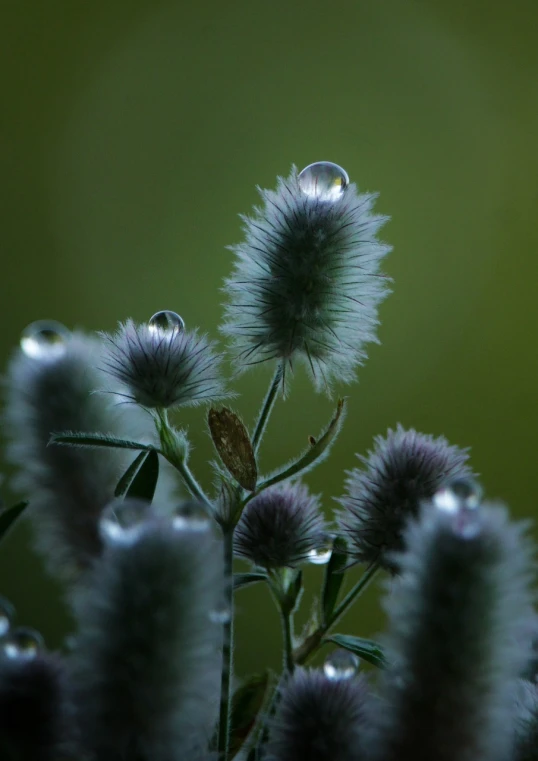 a close up of a plant with water droplets on it, by Jan Rustem, flickr, hurufiyya, thistles, silver mist, with soft bushes, mirrored