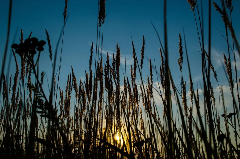 a field of tall grass with the sun setting in the background, a picture, by Thomas Häfner, figuration libre, worm\'s eye view, 8k 50mm iso 10, summer night, reed on riverbank