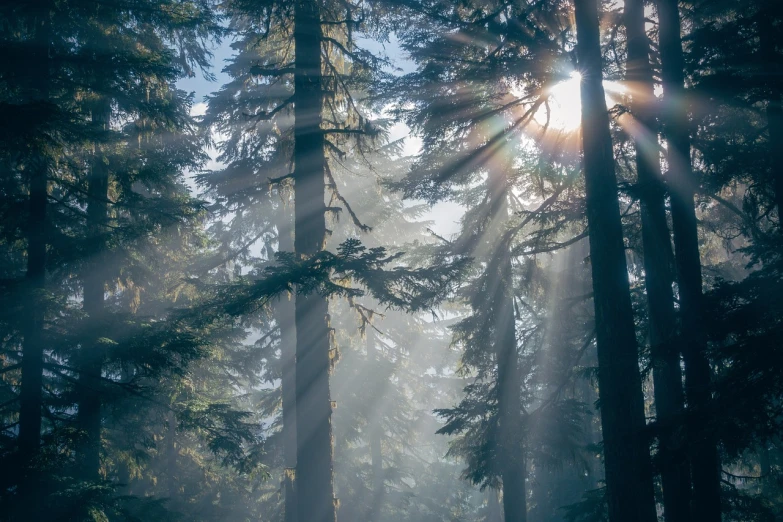 the sun shines through the trees in the forest, pexels, god rays through fog. cinematic, indian forest, black fir, in serene forest setting