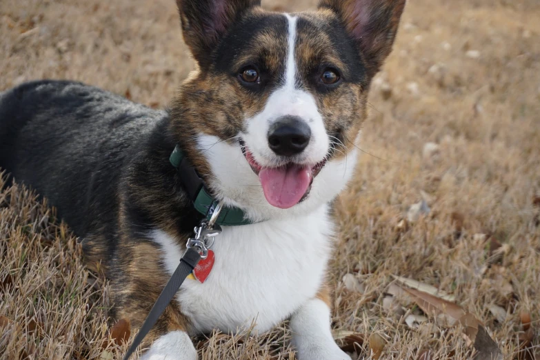 a dog that is laying down in the grass, a portrait, by Matt Cavotta, pexels, bauhaus, corgis in no man's sky, tx, coy smile, full detail