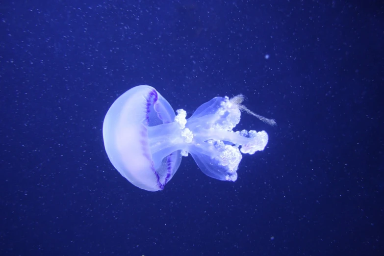 a jellyfish that is floating in the water, purple. smooth shank, watch photo