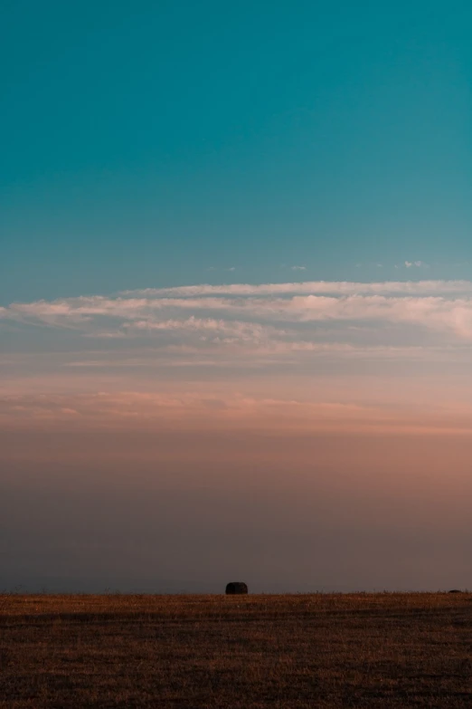 a couple of cows standing on top of a dry grass field, by Alexis Grimou, minimalism, sunset in the clouds, blue and pink colors, minimalist photo, sitting on the cosmic cloudscape