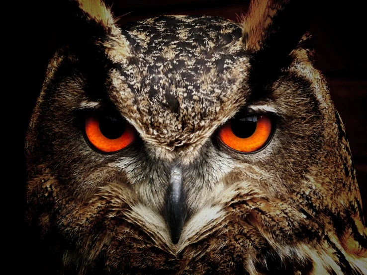 a close up of an owl with orange eyes, a portrait, by Edward Corbett, trending on pixabay, hurufiyya, he has eyes of fire, birdseye view, angry 8 k, 🦩🪐🐞👩🏻🦳