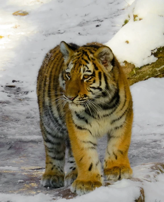 a tiger that is walking in the snow, a photo, innocent look. rich vivid colors, surikov, very sharp photo, spring
