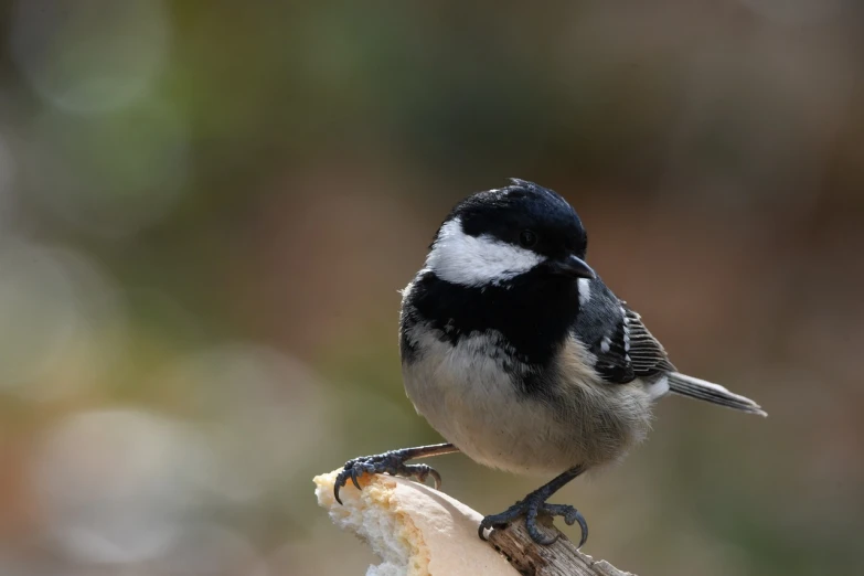 a small bird sitting on top of a piece of bread, by Dietmar Damerau, flickr, hurufiyya, manuka, very sharp photo