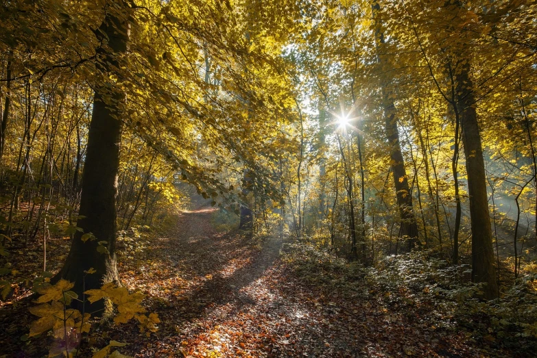 the sun is shining through the trees in the woods, a picture, by Sebastian Spreng, shutterstock, autum, ligjt trail, shades of gold display naturally, leading to a beautiful