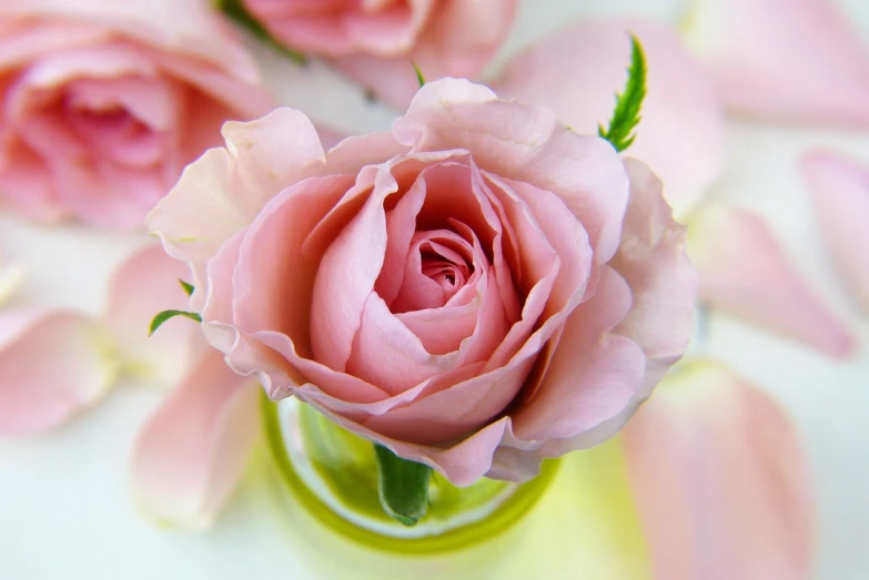 a close up of a pink rose in a vase, romanticism, in a short round glass vase, detailed zoom photo, various posed, close-up shot taken from behind
