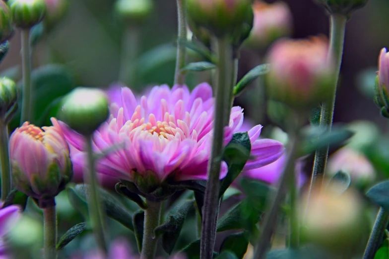 a close up of a bunch of purple flowers, a picture, by Jan Rustem, chrysanthemum, taken with a canon dslr camera, pink and green, far away from camera