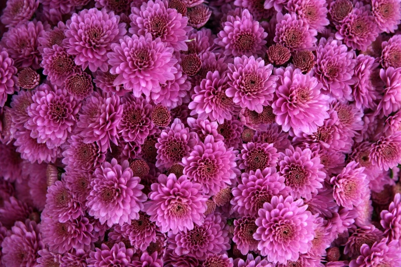 a close up of a bunch of pink flowers, by Dietmar Damerau, pexels, sōsaku hanga, chrysanthemums, 3 2 x 3 2, hi resolution, autumn season