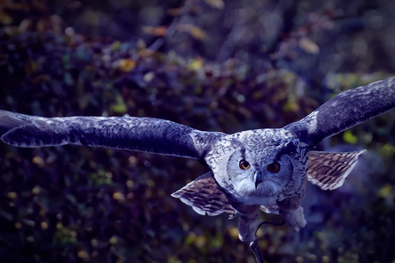 a close up of an owl flying through the air, a portrait, arabesque, outdoor photo, over the head of a sea wolf, post processed 4k, birds eye photograph